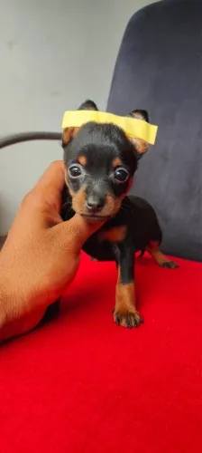 Pinscher macho e fêmea com grantia vacinado 