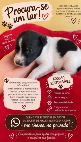 Cachorros para adoção