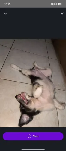 Adoção responsável de cachorrinha dócil