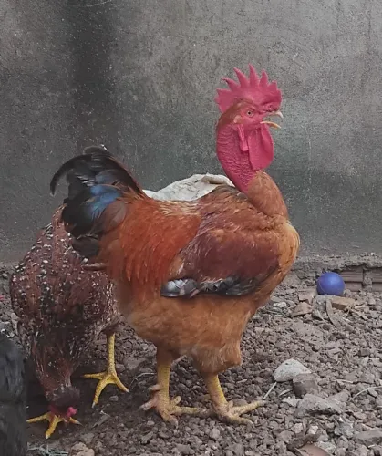 Galo a venda