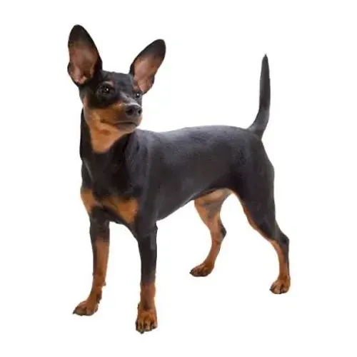 Quero comprar um cachorro pinscher