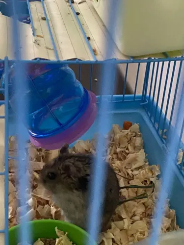 Gaiola+Hamster