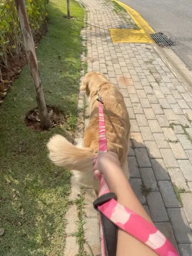 Passeios com cachorros.