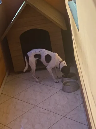 Cachorrinha para adoção 