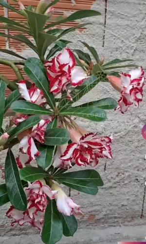 Rosa do deserto