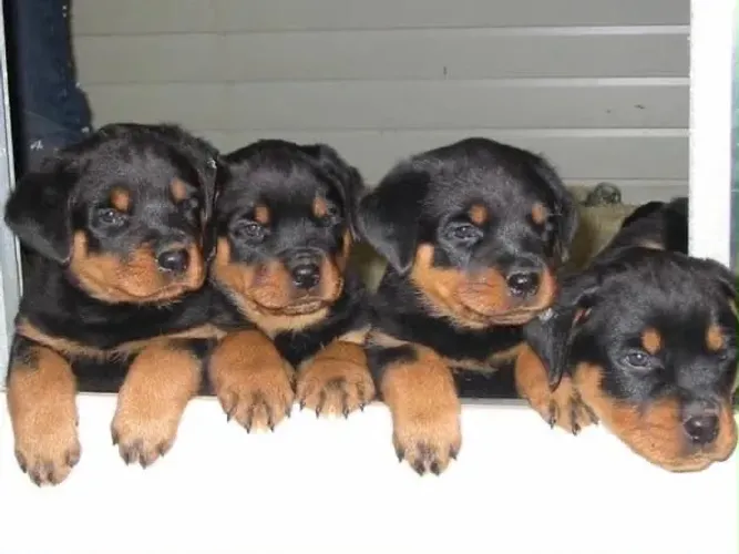 Rottweiler forte