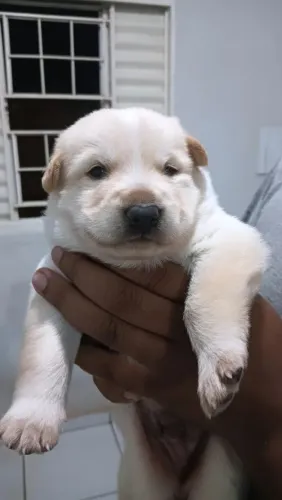 Filhote de Pastor suíço branco 