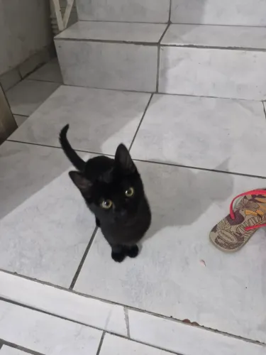 Gato pra doação