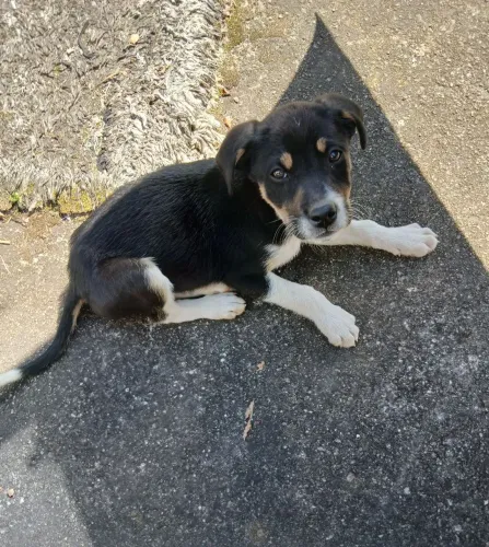 Doação de cachorro macho