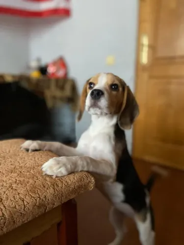 Filhotes de Beagle | Sorriso garantido.