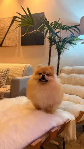 Cachorro Spitz alemão 