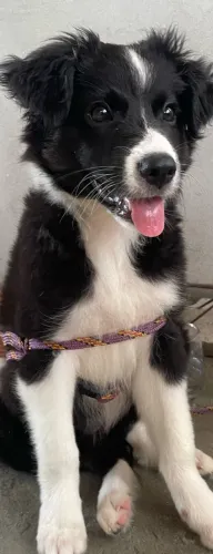 Border collie 2meses