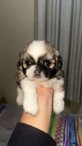 Filhote de shihtzu