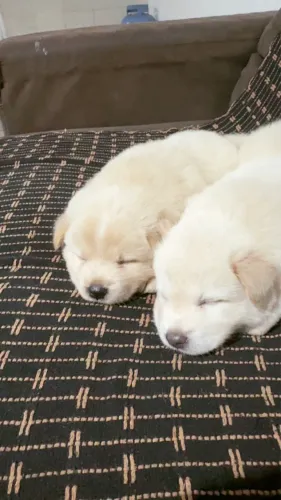 Vendo um lindo filhote de chow chow $450,00
