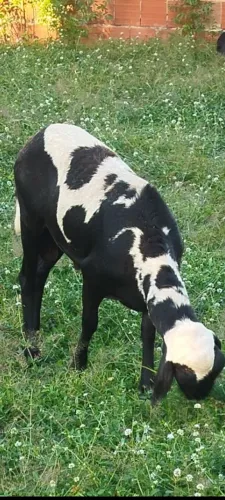 Carneiro pra reprodutor  11 meses