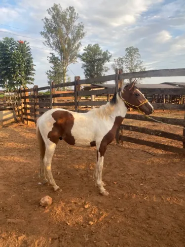 Potro paint horse com qm