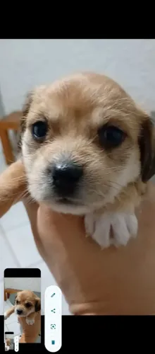 Cachorro para adoção