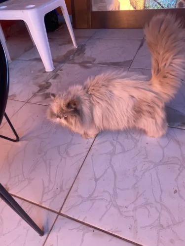 Gato persa