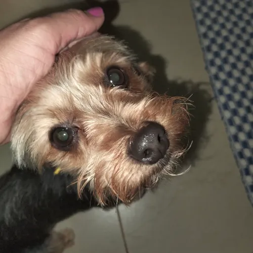 Yorkieshire Terrier macho vacinas em dia dócil sociável amigável