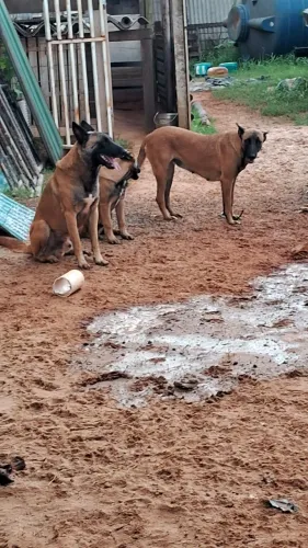 Animais