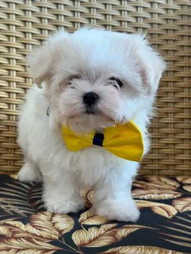 maltês macho micro- Foto real do filhote anunciado