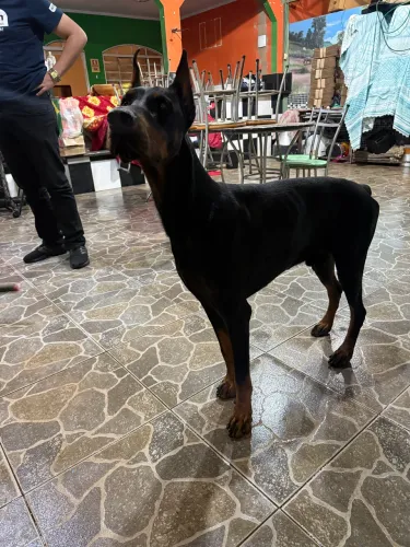 Dobermann para cobertura 