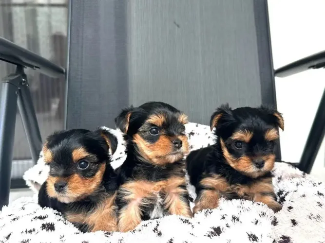 Yorkshire Esse dog é especialista em espalhar felicidade