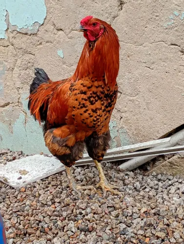 Galo