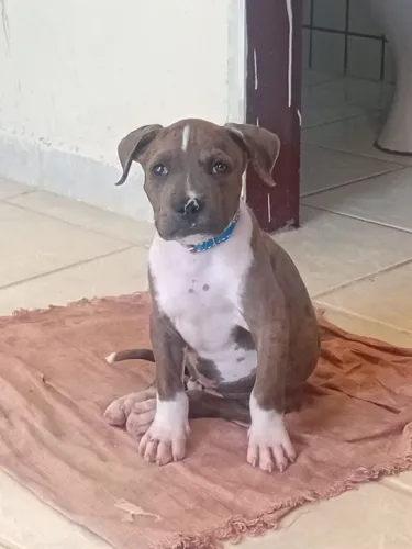 Pitmonster coloração merle