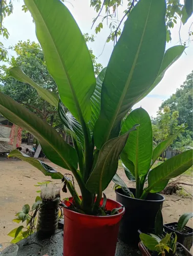 Plantas e jardim