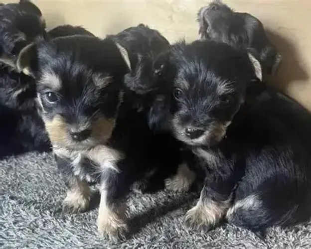 peludinhos e pequenos Respondo pelo 9.9751.6491