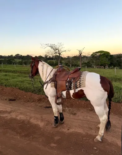 Garanhao Paint horse 