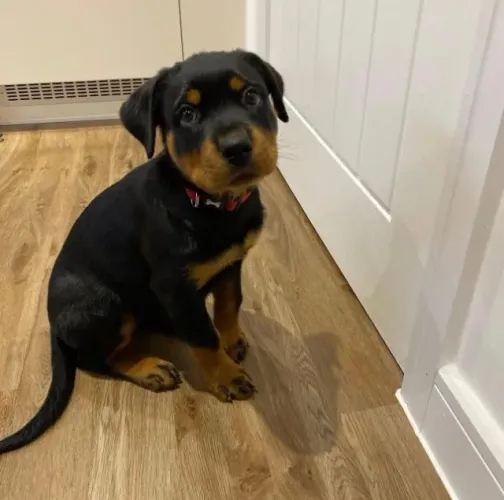Filhotes de Rottweiler | Amor, afeto e muita fofura em um filhote.