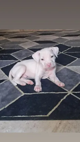 Lindos filhotes de Pitbull