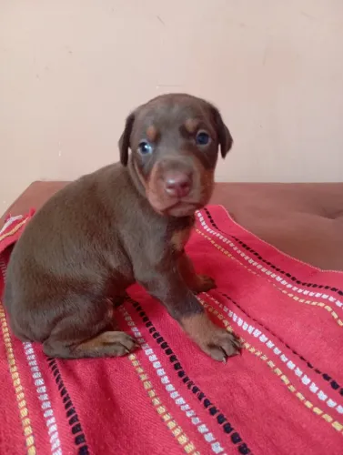 Doberman marrom 1.100,00
