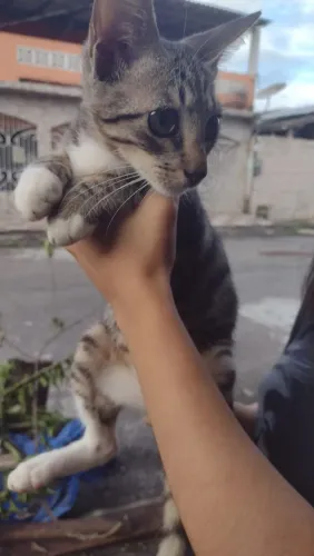 Doa-se gatinho macho