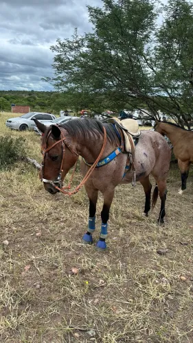 Vendo cavalo quarto de milha