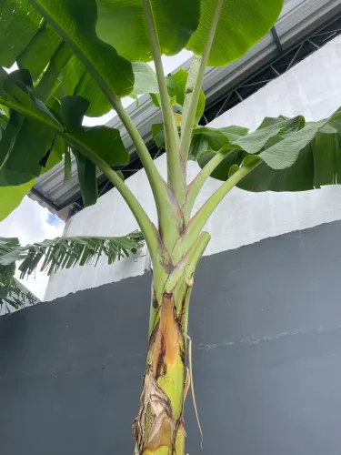 Banana de frita