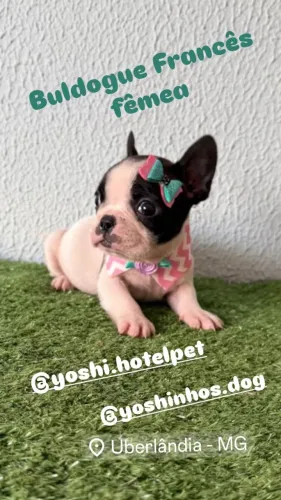 Buldogue frances macho & femea disponivel entrega imediata filhotes