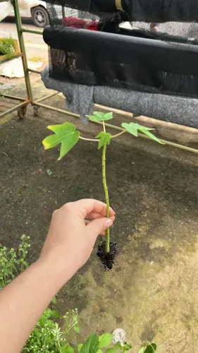 Mudas de Mamão Papaya e Formosa