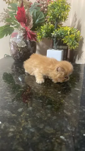 GATO PERSA AMARELO MACHO CARUARU