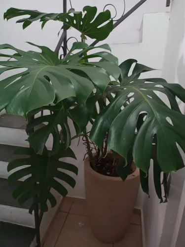 Plantas