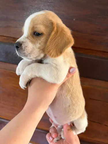 Filhote beagle 