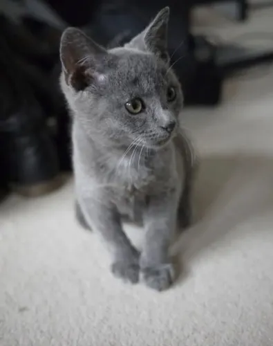 Lindos Felinos AZUL RUSSO 