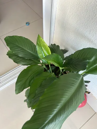 Planta lírio da paz