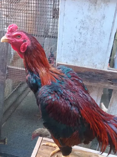 Vende-Se Galo Carioca