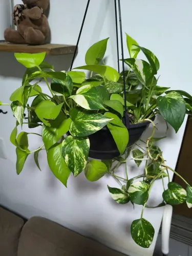 Planta Mix de Jibóia na Cuia