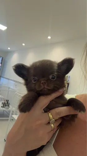 chihuahua em perfeitas condições de saúde e linha de sangue selecionada 