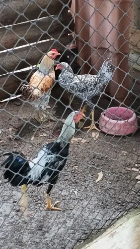 VENDO UM LOTE DE PATAS E GALINHAS