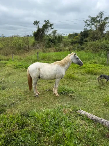 Cavalos